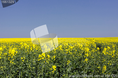 Image of landscape of a rape fields in bloom in spring in the countryside
