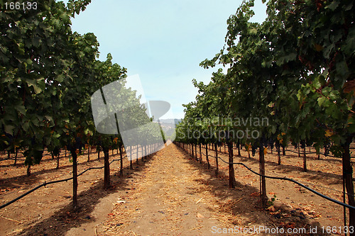 Image of Vineyard