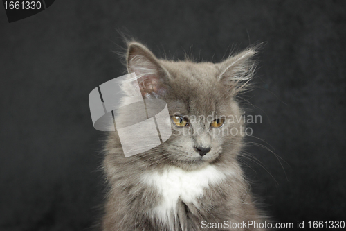 Image of gray and white kitten close up on a black background