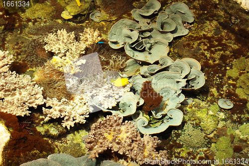 Image of tropical marine reef with corals and fish Surgeons