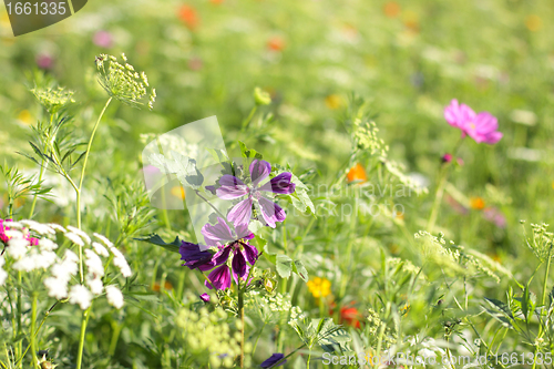 Image of Colorful flowers, selective focus on pink flower 