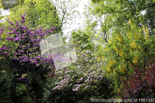 Image of large trees in the garden of Monet at Giverny