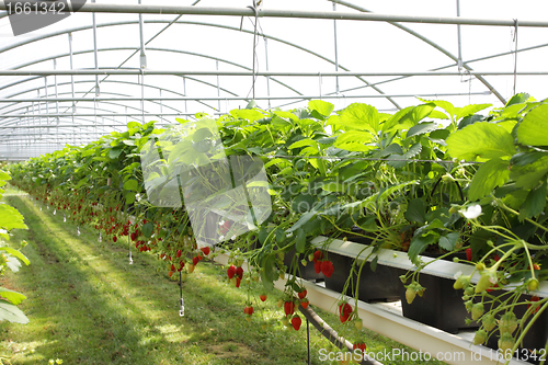 Image of culture in a greenhouse strawberry and strawberries