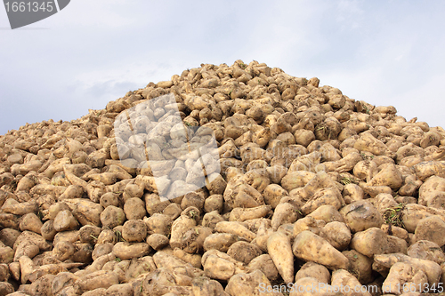 Image of Sugar beet pile at the field after harvest