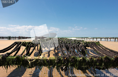 Image of mussel farming on the coast of opal in the north of France