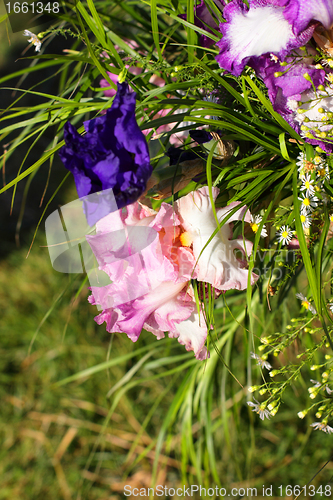 Image of Group of purple irises in spring sunny day. Selective focus. 