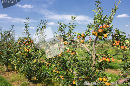 Image of apple trees loaded with apples in an orchard in summer