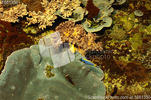 Image of tropical marine reef with corals and fish Surgeons