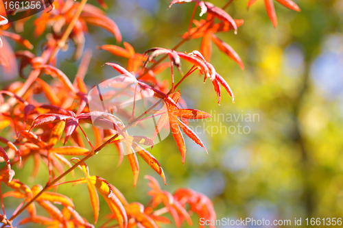Image of maple in autumn with red and orange leaves