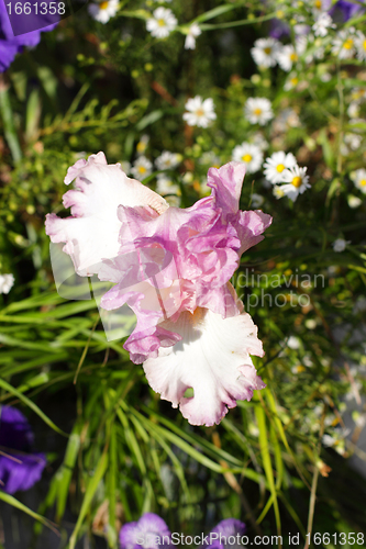 Image of Group of purple irises in spring sunny day. Selective focus. 