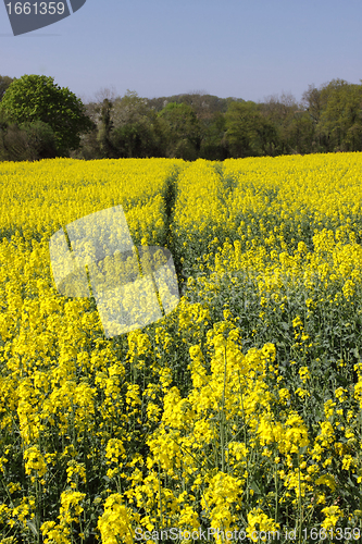 Image of landscape of a rape fields in bloom in spring in the countryside