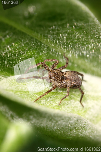 Image of spider photographed close up on a green leaf
