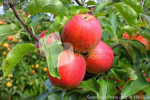 Image of apple orchard in summer, covered with colorful apples