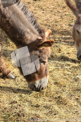 Image of quiet donkey in a field in spring