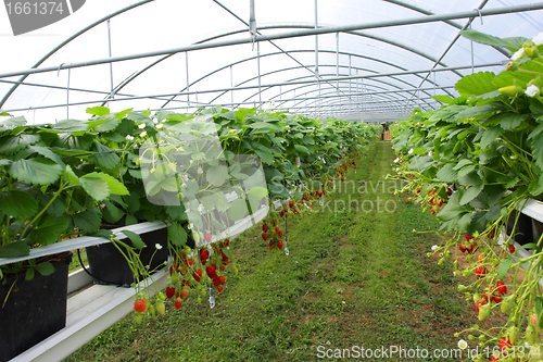 Image of culture in a greenhouse strawberry and strawberries