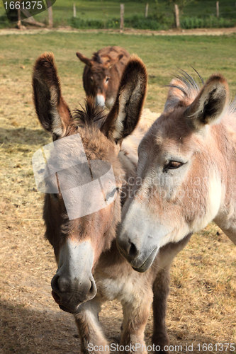 Image of quiet donkey in a field in spring