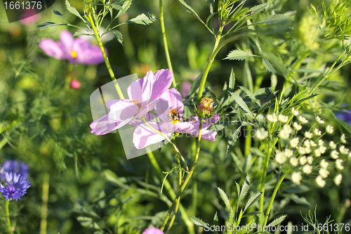 Image of Colorful flowers, selective focus on pink flower 