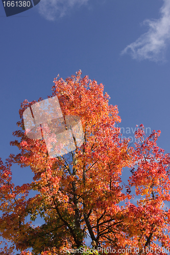 Image of maple in autumn with red and orange leaves