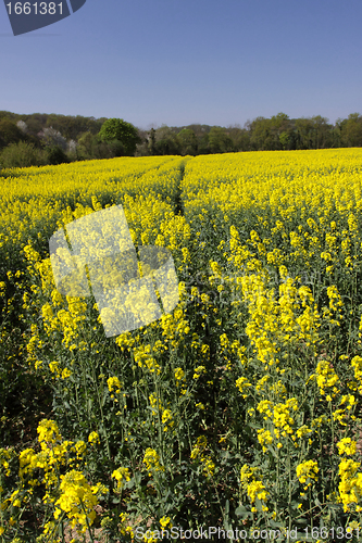 Image of landscape of a rape fields in bloom in spring in the countryside