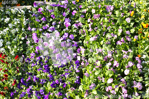 Image of pansy pots for sale in a market in the autumn