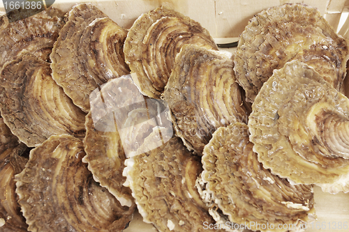 Image of oysters in a wooden box on a white background