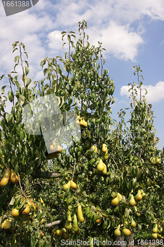Image of pear orchard, loaded with pears under the summer sun