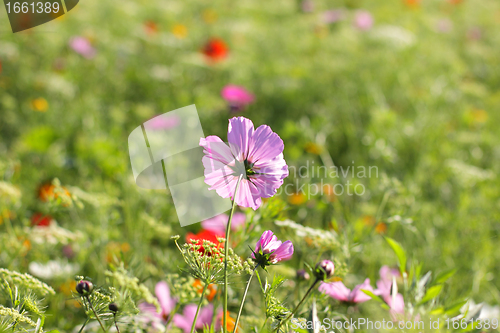 Image of Colorful flowers, selective focus on pink flower 