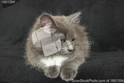 Image of gray and white kitten close up on a black background