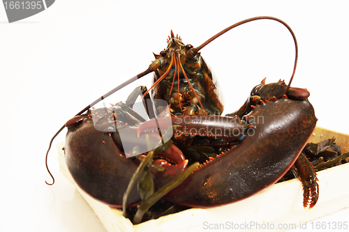 Image of live lobsters on algae and a white background