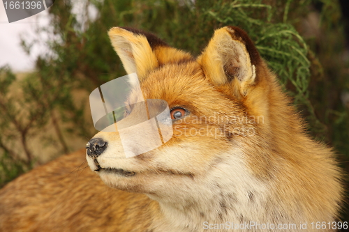 Image of profile in close up of a stuffed fox