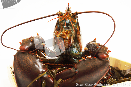 Image of live lobsters on algae and a white background