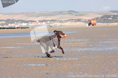 Image of dog playing ball on the beach in summer