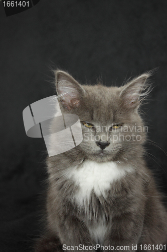 Image of gray and white kitten close up on a black background