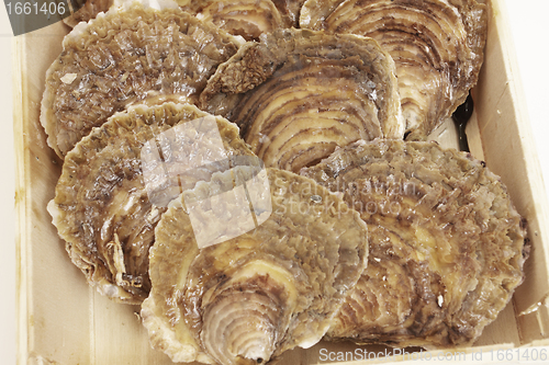 Image of oysters in a wooden box on a white background