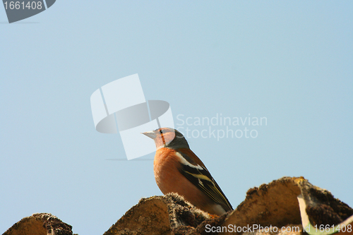 Image of chaffinch wood with beautiful colors