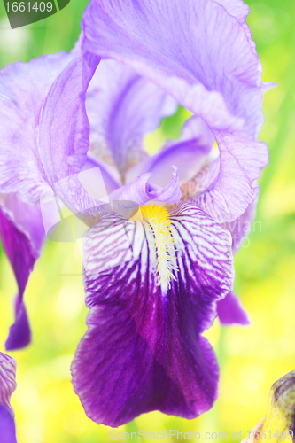 Image of Group of purple irises in spring sunny day. Selective focus. 