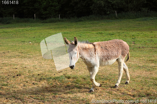 Image of quiet donkey in a field in spring