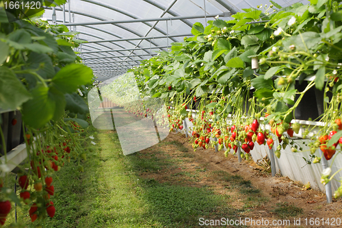 Image of culture in a greenhouse strawberry and strawberries