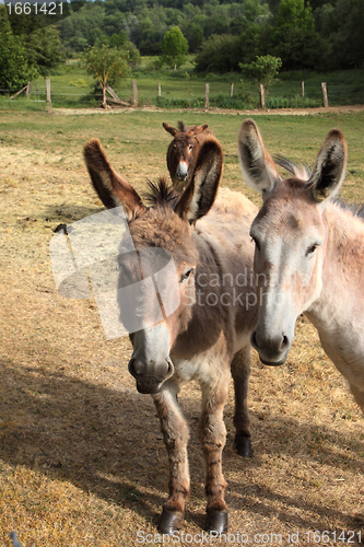 Image of quiet donkey in a field in spring