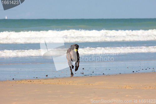 Image of dog playing ball on the beach in summer