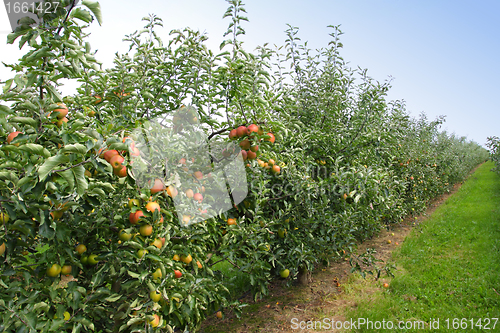 Image of apple orchard in summer, covered with colorful apples