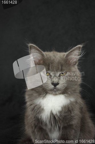 Image of gray and white kitten close up on a black background