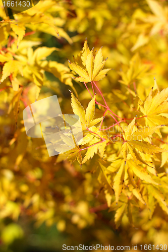 Image of maple in autumn with red and orange leaves