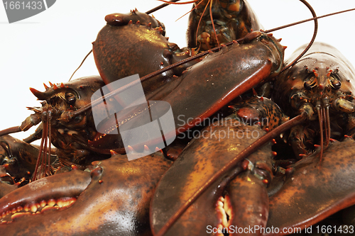 Image of live lobsters on algae and a white background