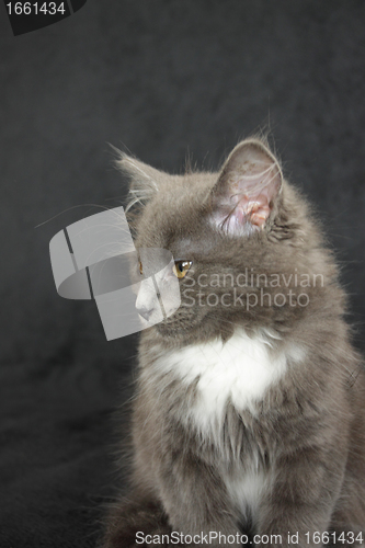 Image of gray and white kitten close up on a black background