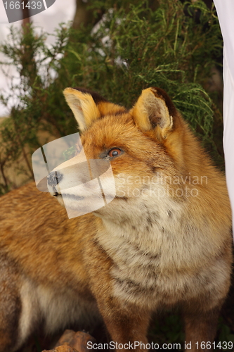 Image of profile in close up of a stuffed fox