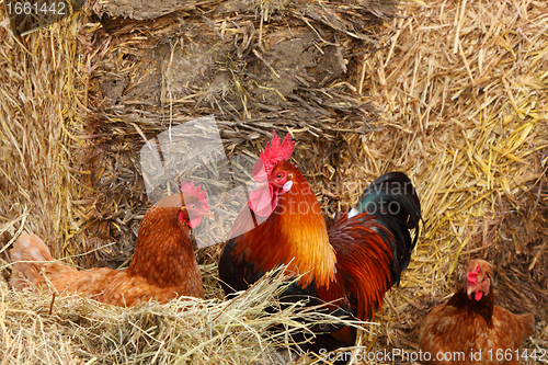 Image of beautiful colorful rooster in a farmyard in France