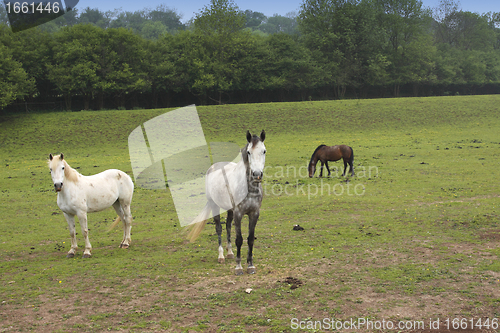 Image of young horses in a field in spring