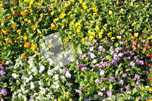 Image of pansy pots for sale in a market in the autumn