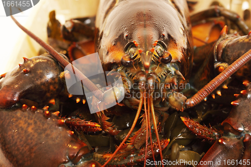 Image of live lobsters on algae and a white background